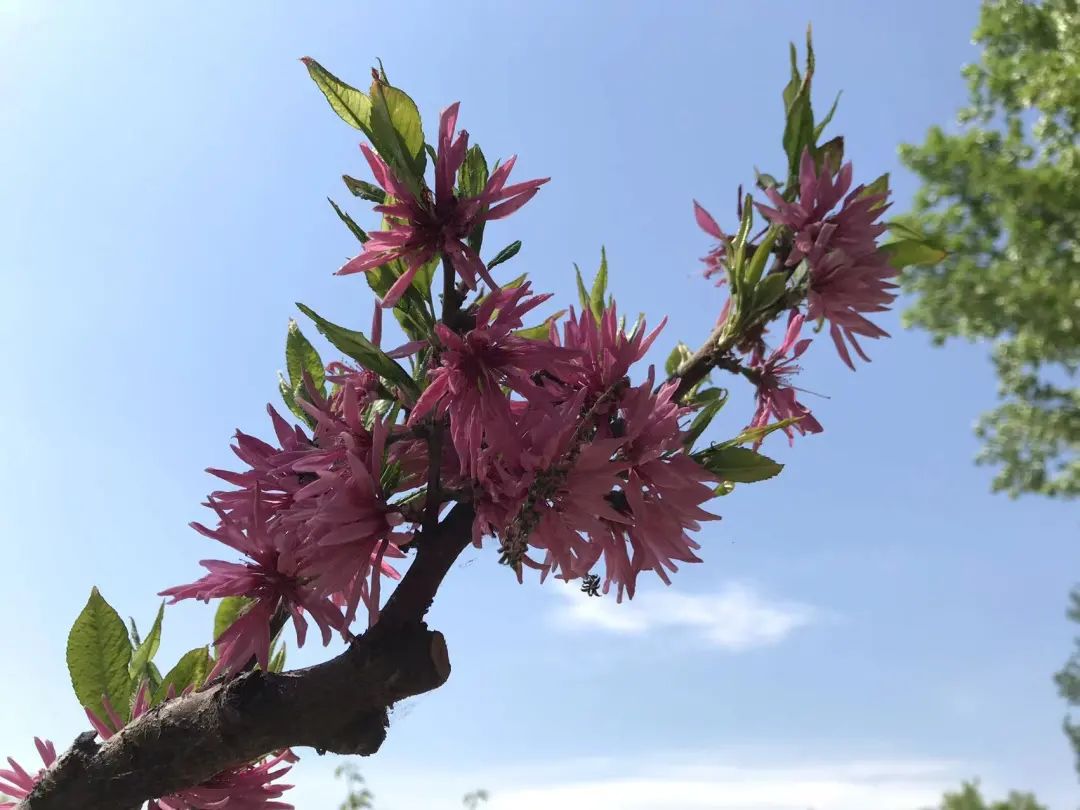 【为孩子写一首诗（163）】送给初夏的水禽