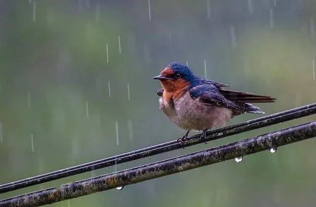 我为这雨水感到喜乐