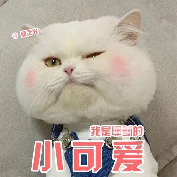 表情包 ‘ 猫猫喵