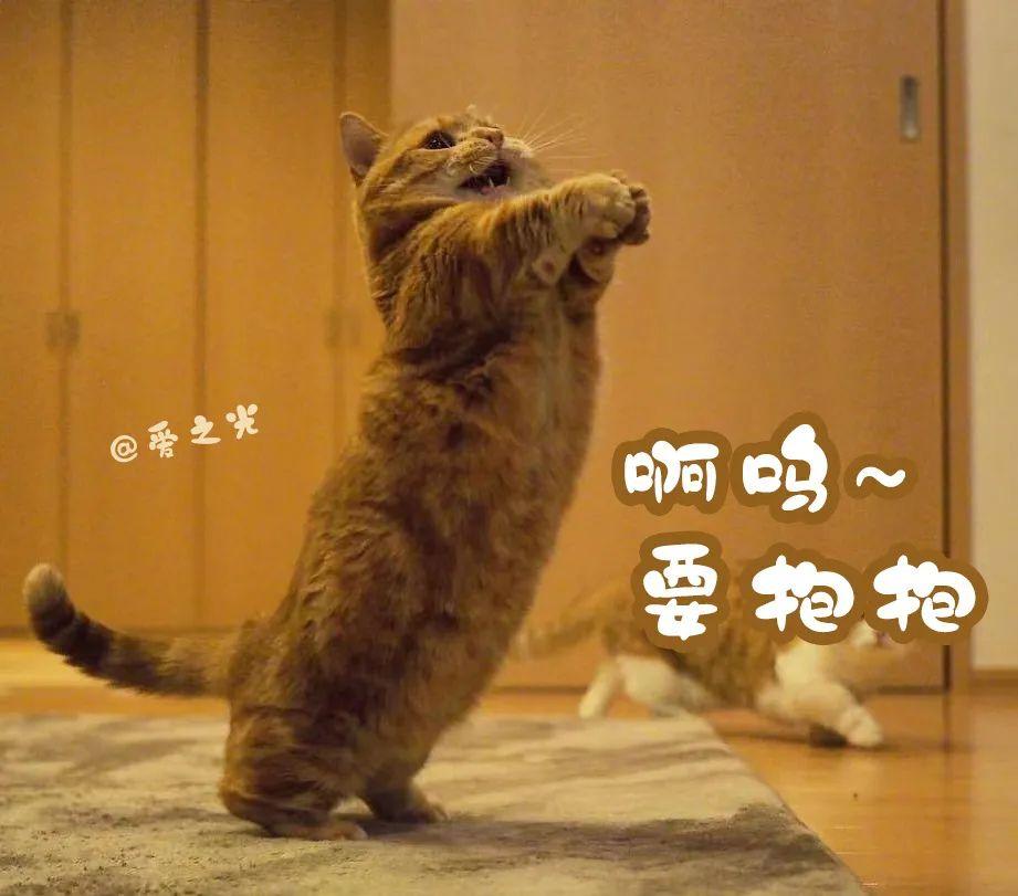 表情包 ‘ 猫猫喵