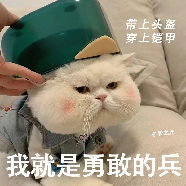 表情包 ‘ 猫猫喵