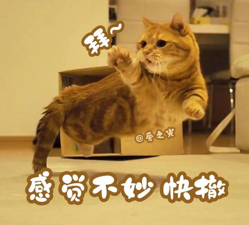 表情包 ‘ 猫猫喵