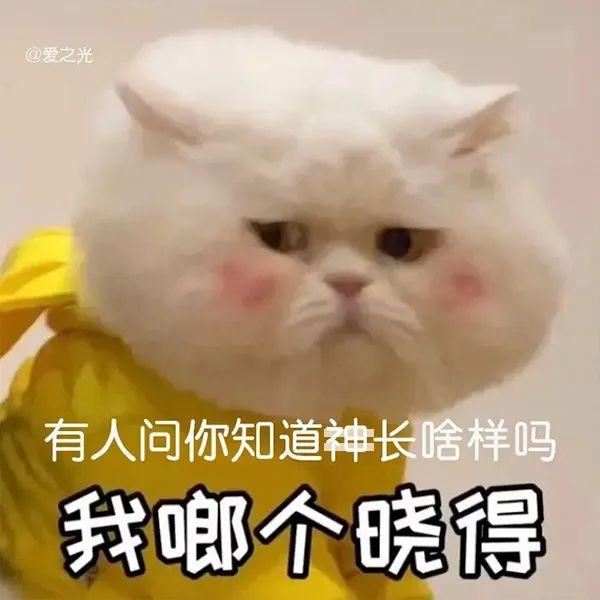 表情包 ‘ 猫猫喵