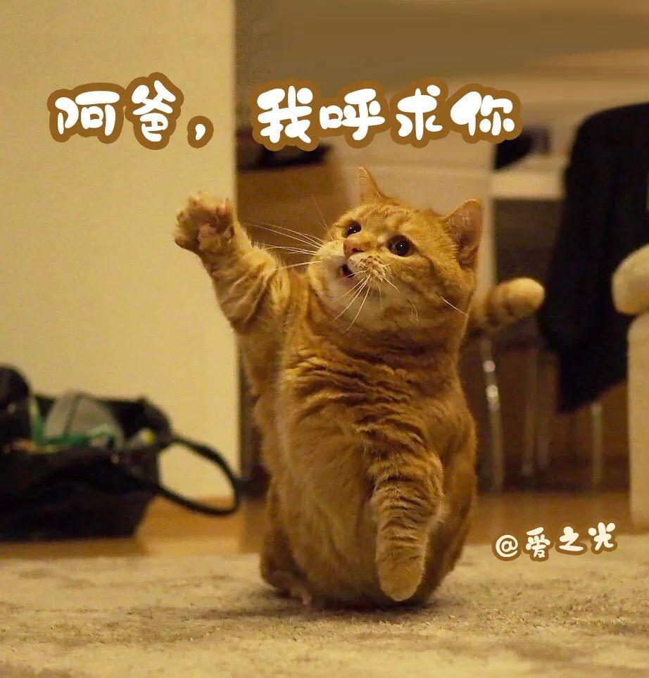 表情包 ‘ 猫猫喵