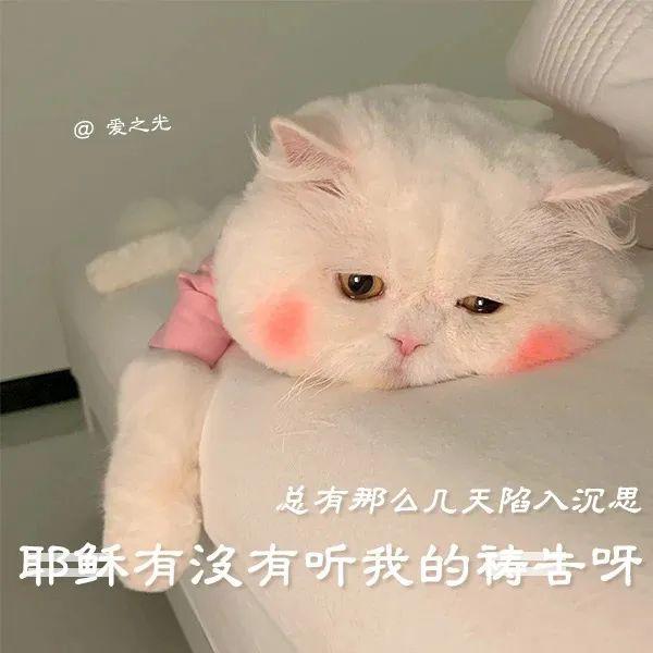 表情包 ‘ 猫猫喵