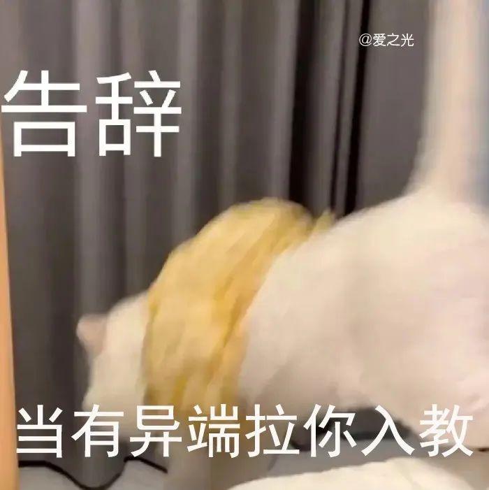 表情包 ‘ 猫猫喵