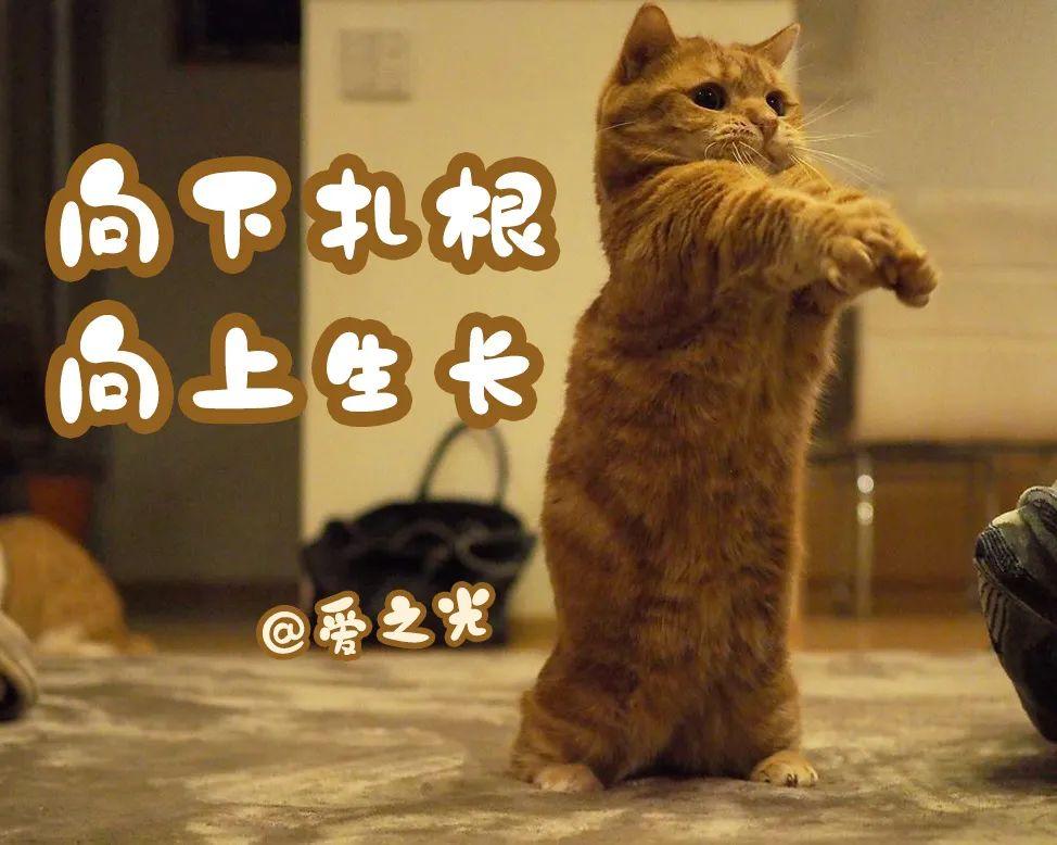 表情包 ‘ 猫猫喵