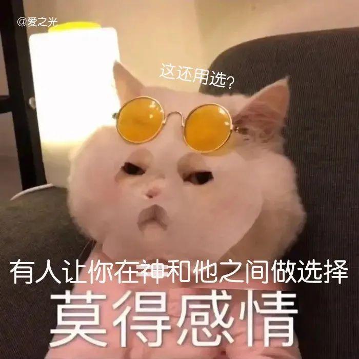 表情包 ‘ 猫猫喵