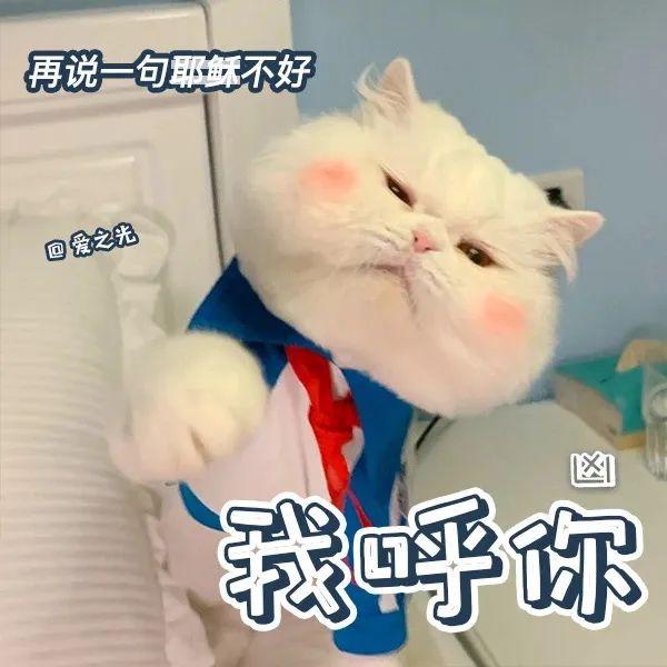 表情包 ‘ 猫猫喵