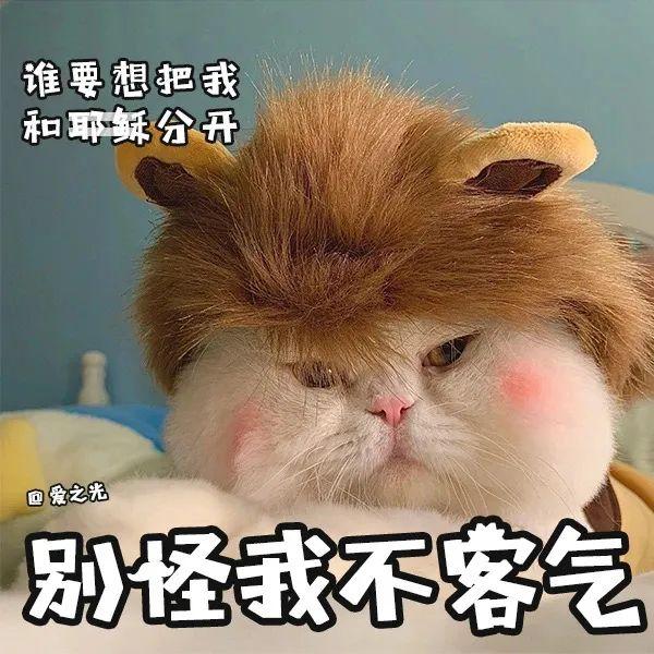 表情包 ‘ 猫猫喵