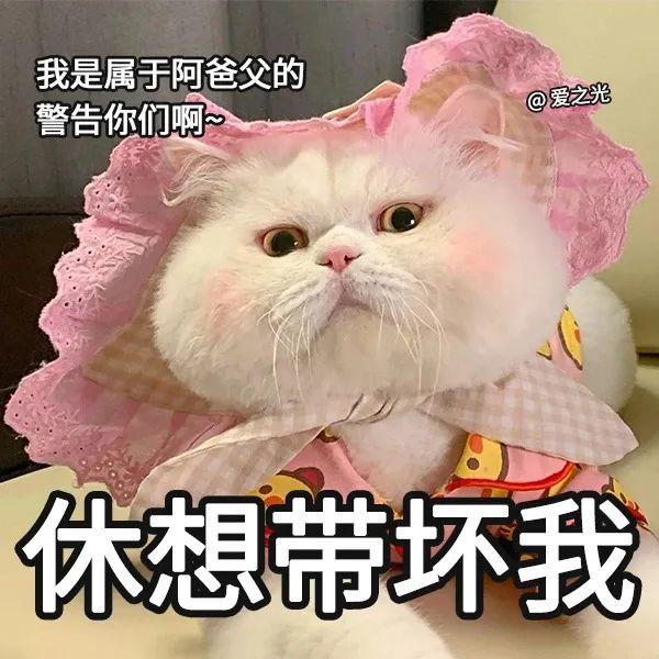 表情包 ‘ 猫猫喵