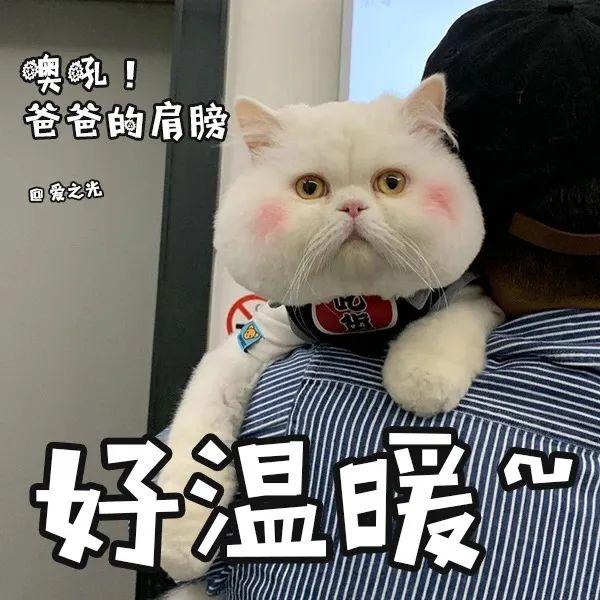 表情包 ‘ 猫猫喵