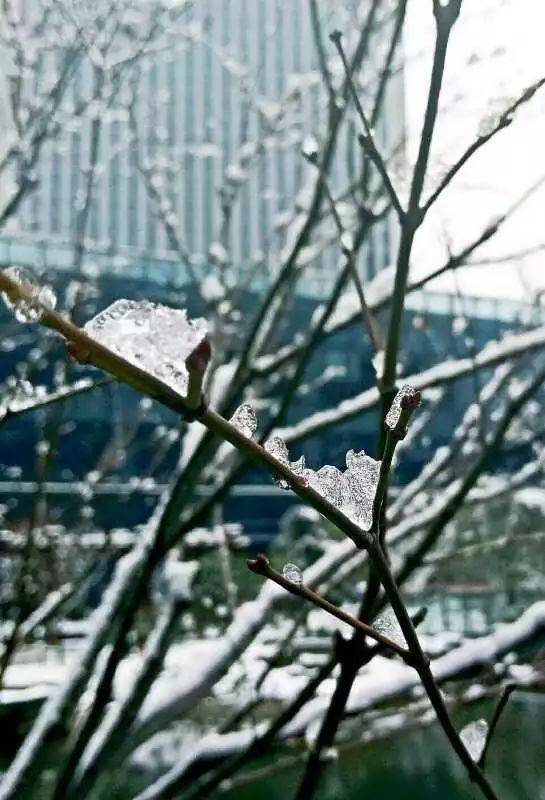 图片说「等一场雪」