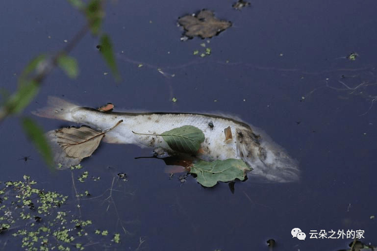 活水新鲜，死水臭