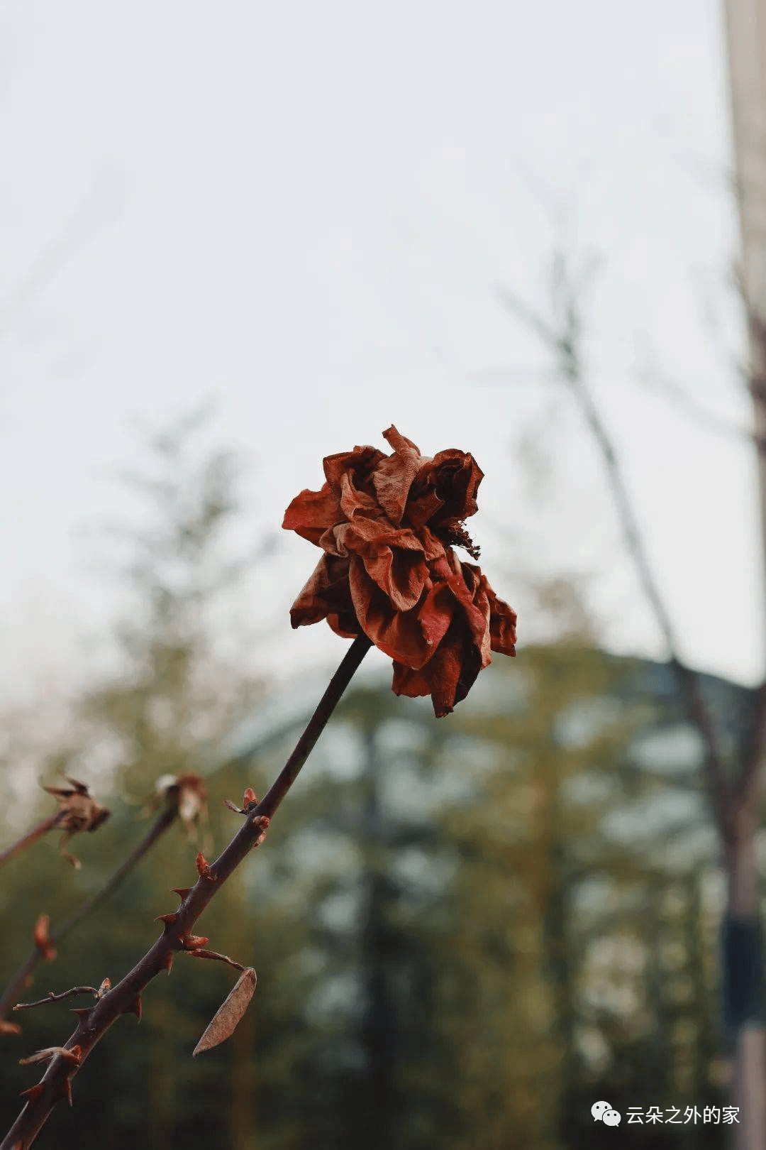 草必枯干，花必凋谢