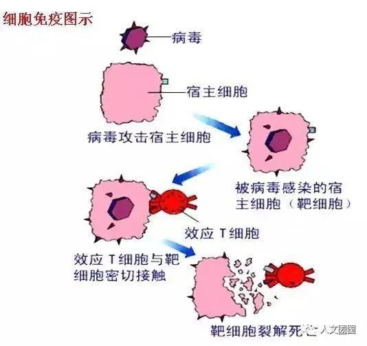 谈谈免疫力的话题