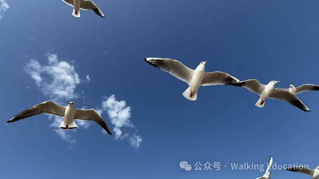 行走课堂 ｜不是我选择了你，而是你选择了我——《了不起的吉莉》读书报告