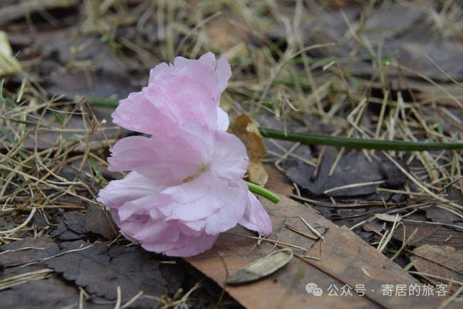 上天对死亡的设计真的不美好吗？